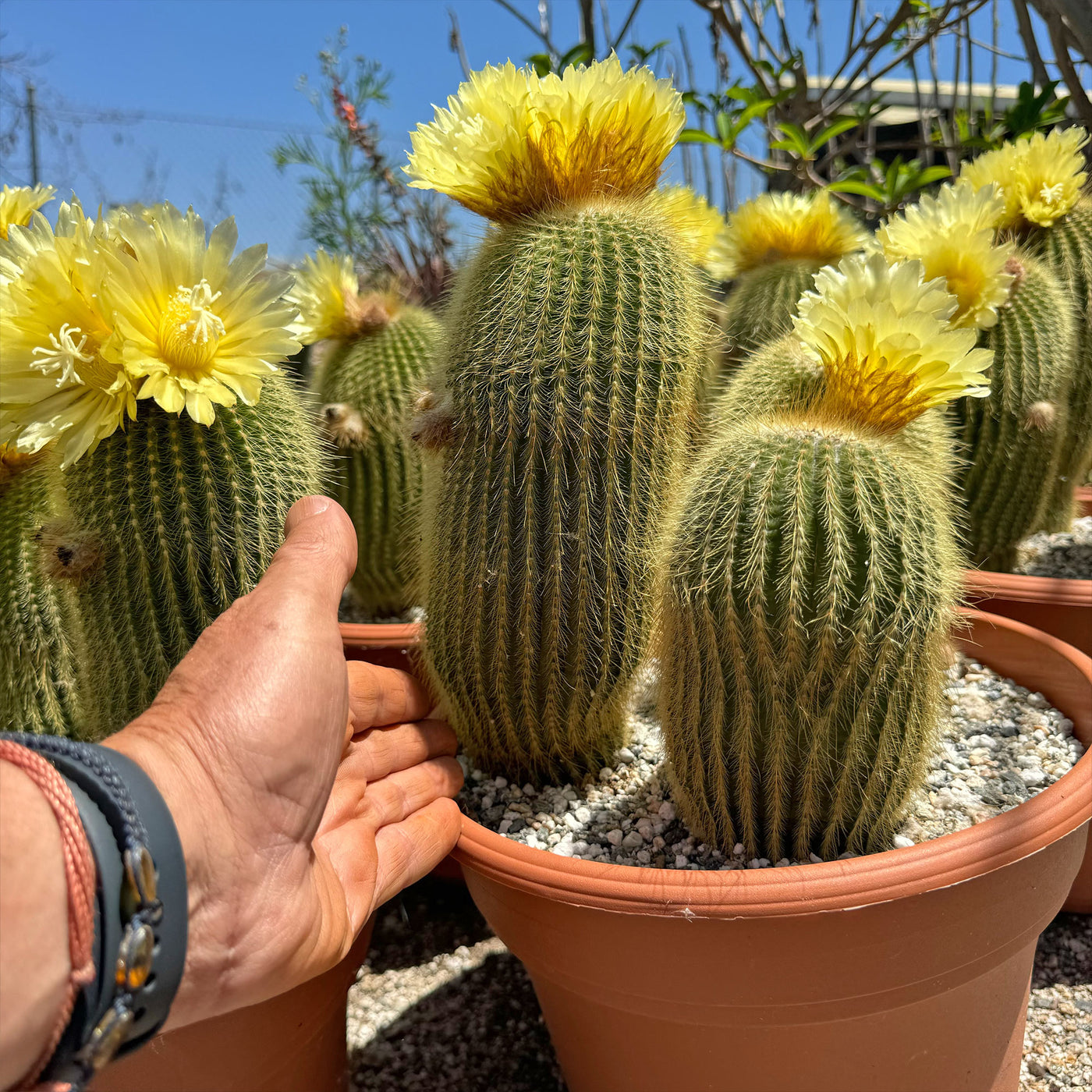 Lemon Ball Cactus Cluster ‘Parodia leninghausii Clusters’