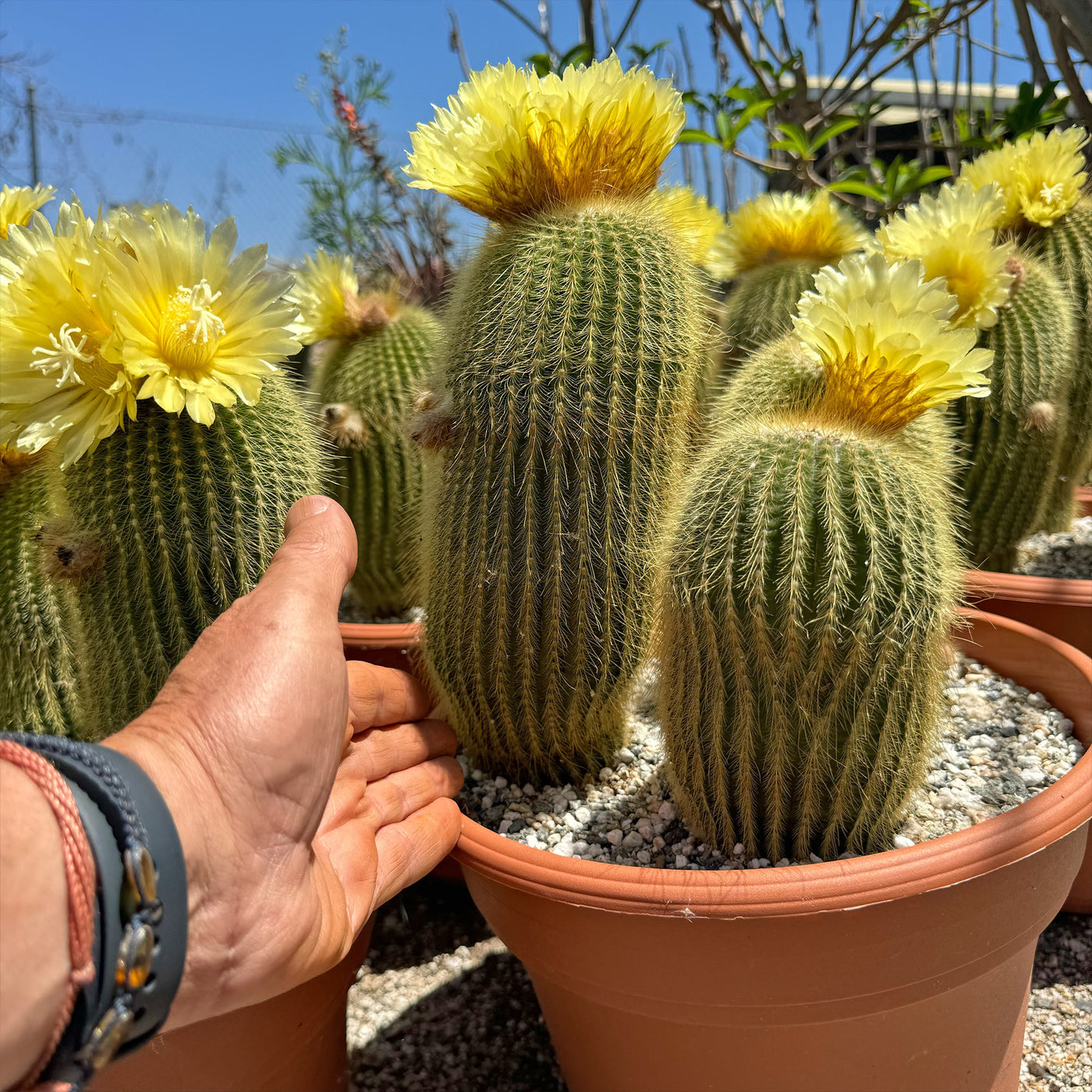 silly succulent columnar cactus Lemon Shop 'Lemon Ball Cactus Cluster – Parodia leninghausii' Care and Growing Guide