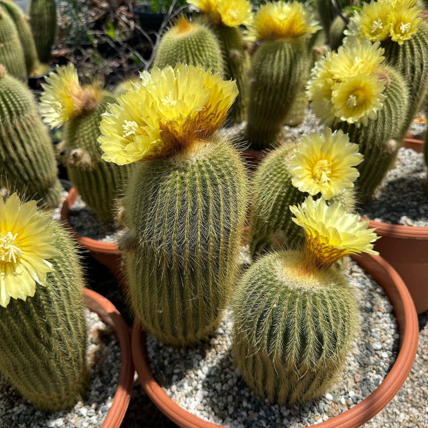 Lemon Ball Cactus Cluster ‘Parodia leninghausii Clusters’