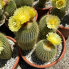 Lemon Ball Cactus Cluster ‘Parodia leninghausii Clusters’