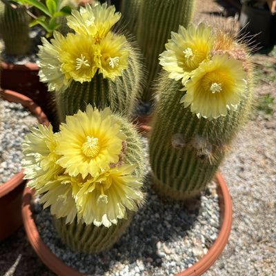 Lemon Ball Cactus Cluster ‘Parodia leninghausii Clusters’