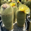 Lemon Ball Cactus Cluster ‘Parodia leninghausii Clusters’