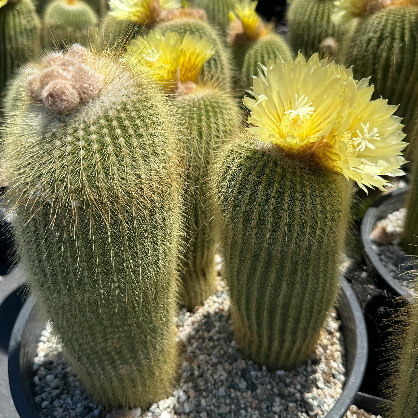 Lemon Ball Cactus Cluster ‘Parodia leninghausii Clusters’