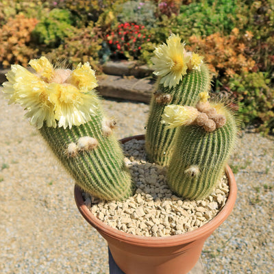 Lemon Ball Cactus Cluster ‘Parodia leninghausii Clusters’