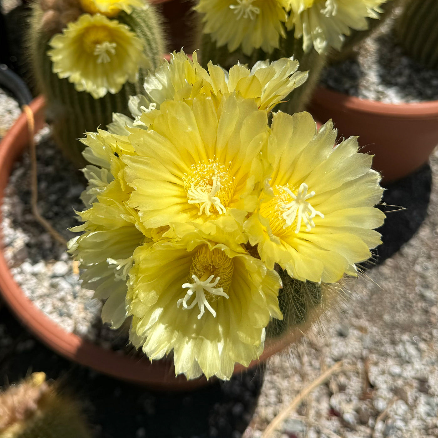 Lemon Ball Cactus Cluster ‘Parodia leninghausii Clusters’