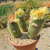 Lemon Ball Cactus Cluster ‘Parodia leninghausii Clusters’