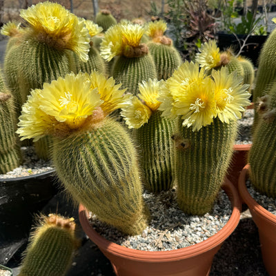 Lemon Ball Cactus Cluster ‘Parodia leninghausii Clusters’