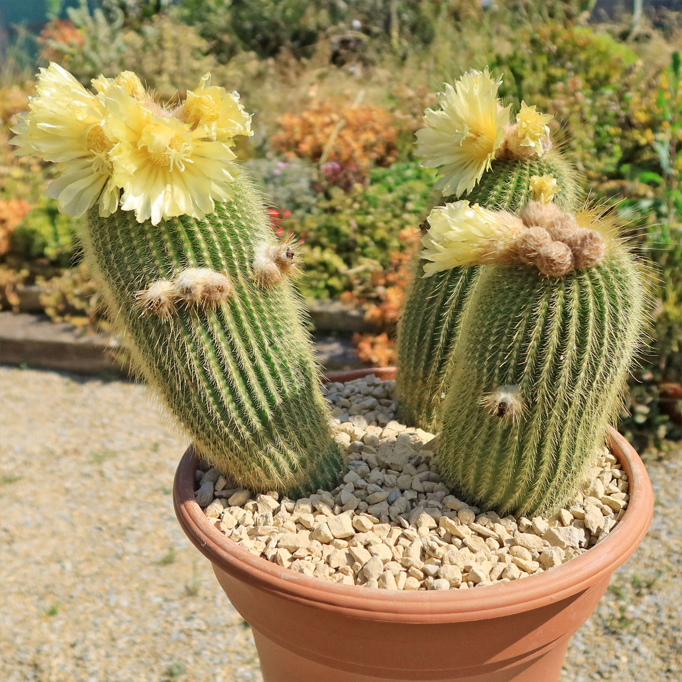 A vibrant cluster of Parodia leninghausii cacti, their lemon-yellow spines radiating outward in a sunburst pattern.