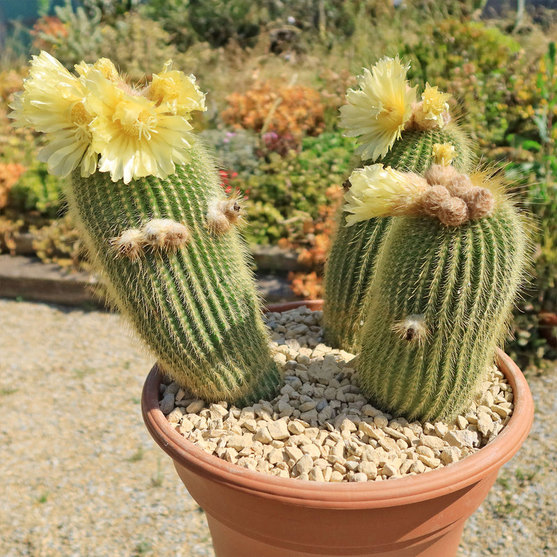 ルーカス　レア　ポラロイド Lemon-Ball-Cactus-Cluster-