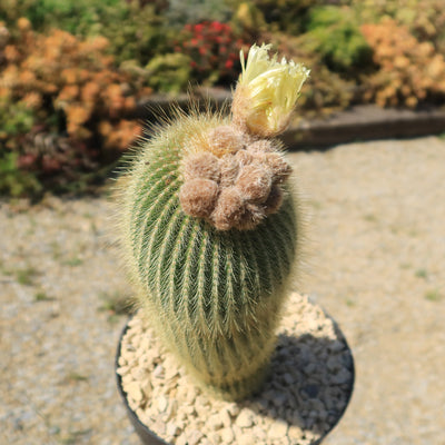 Lemon Ball Cactus ‘Parodia leninghausii’