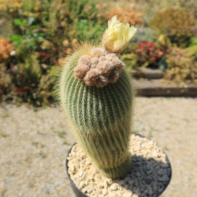 Lemon Ball Cactus ‘Parodia leninghausii’