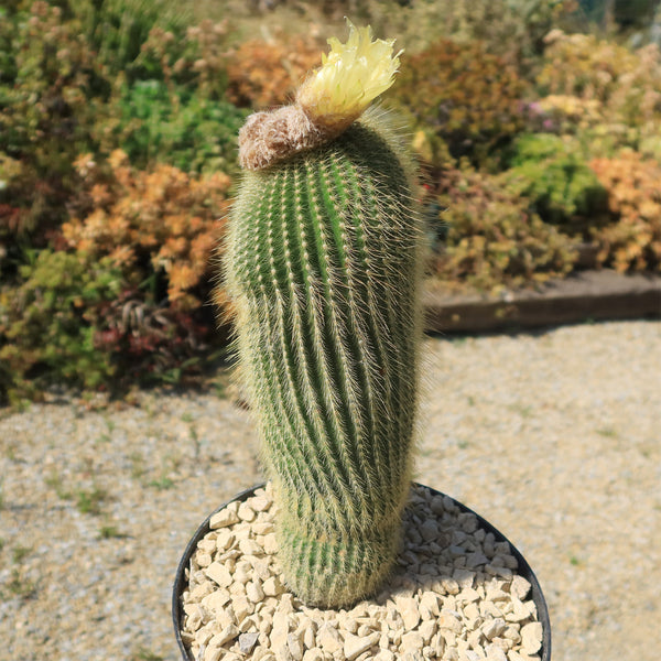 Lemon-Ball-Cactus-_Parodia-