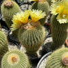 Lemon Ball Cactus ‘Parodia leninghausii’