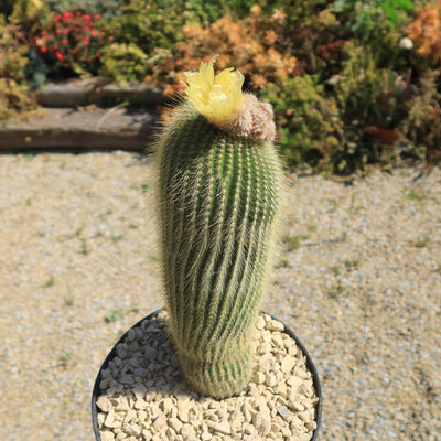 Lemon Ball Cactus ‘Parodia leninghausii’