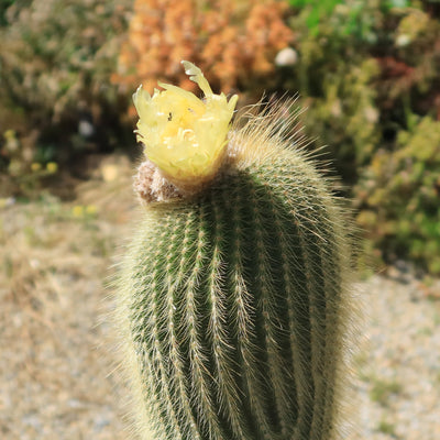 Lemon Ball Cactus ‘Parodia leninghausii’