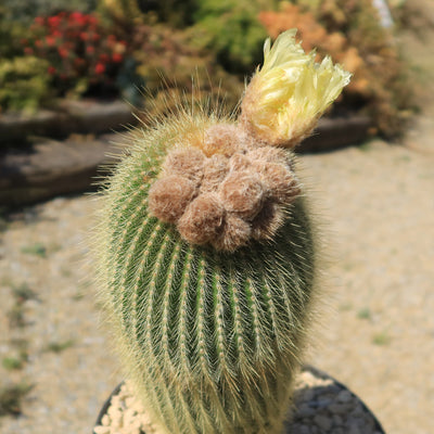 Lemon Ball Cactus ‘Parodia leninghausii’