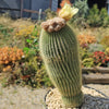 Lemon Ball Cactus ‘Parodia leninghausii’