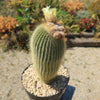 Lemon Ball Cactus ‘Parodia leninghausii’