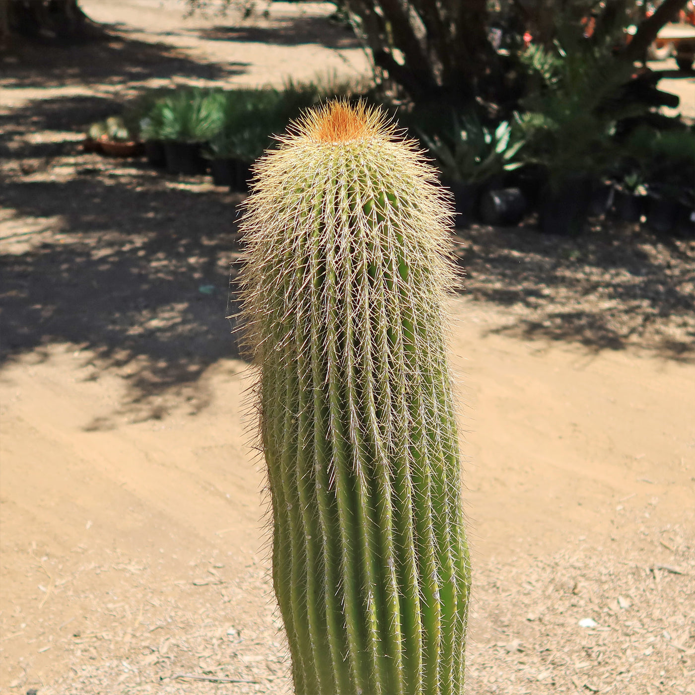 Lemon Ball Cactus ‘Parodia leninghausii’