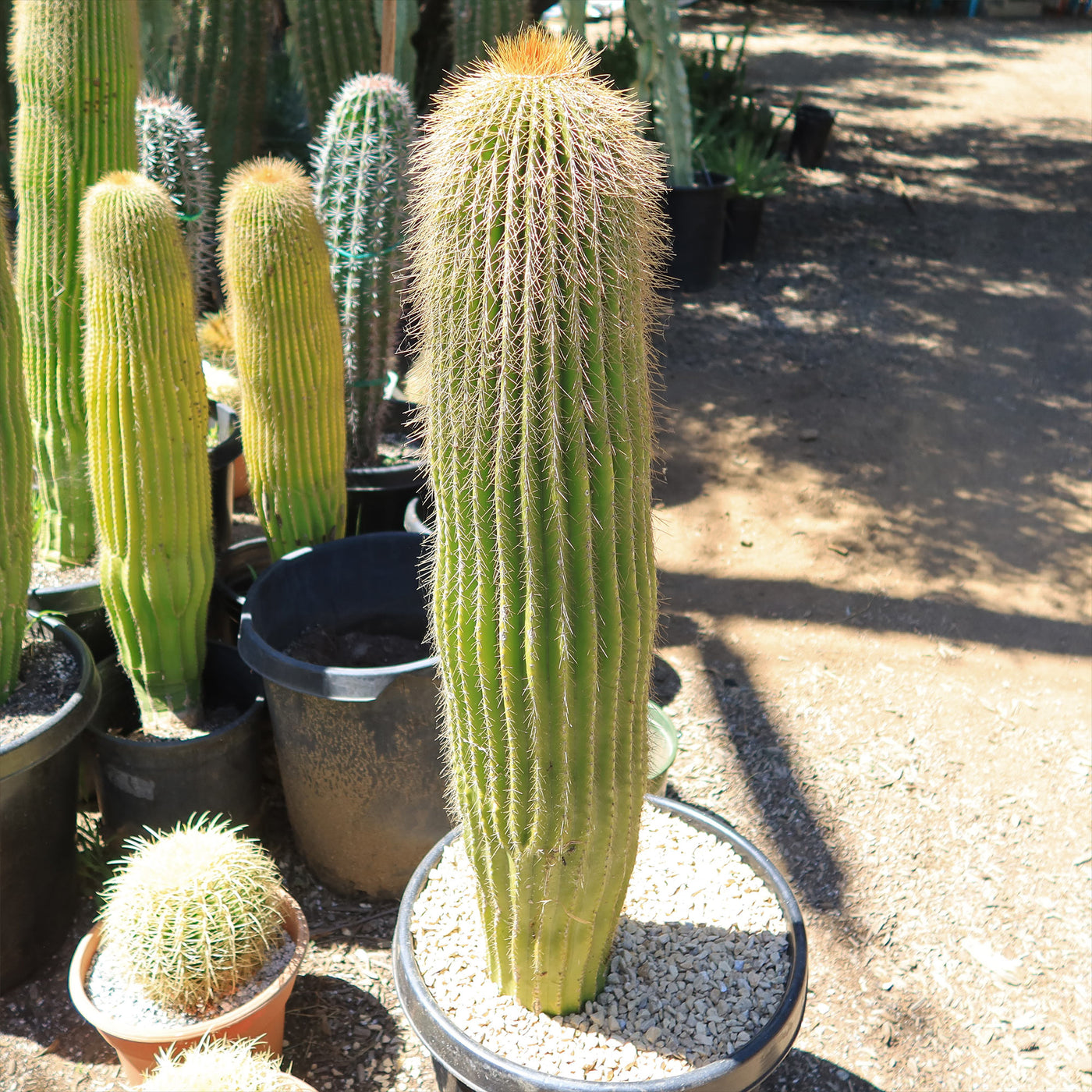 Lemon Ball Cactus ‘Parodia leninghausii’