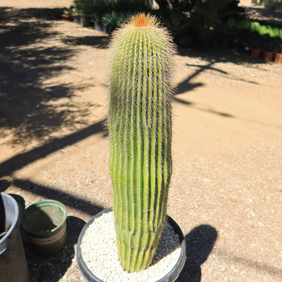 Lemon Ball Cactus ‘Parodia leninghausii’