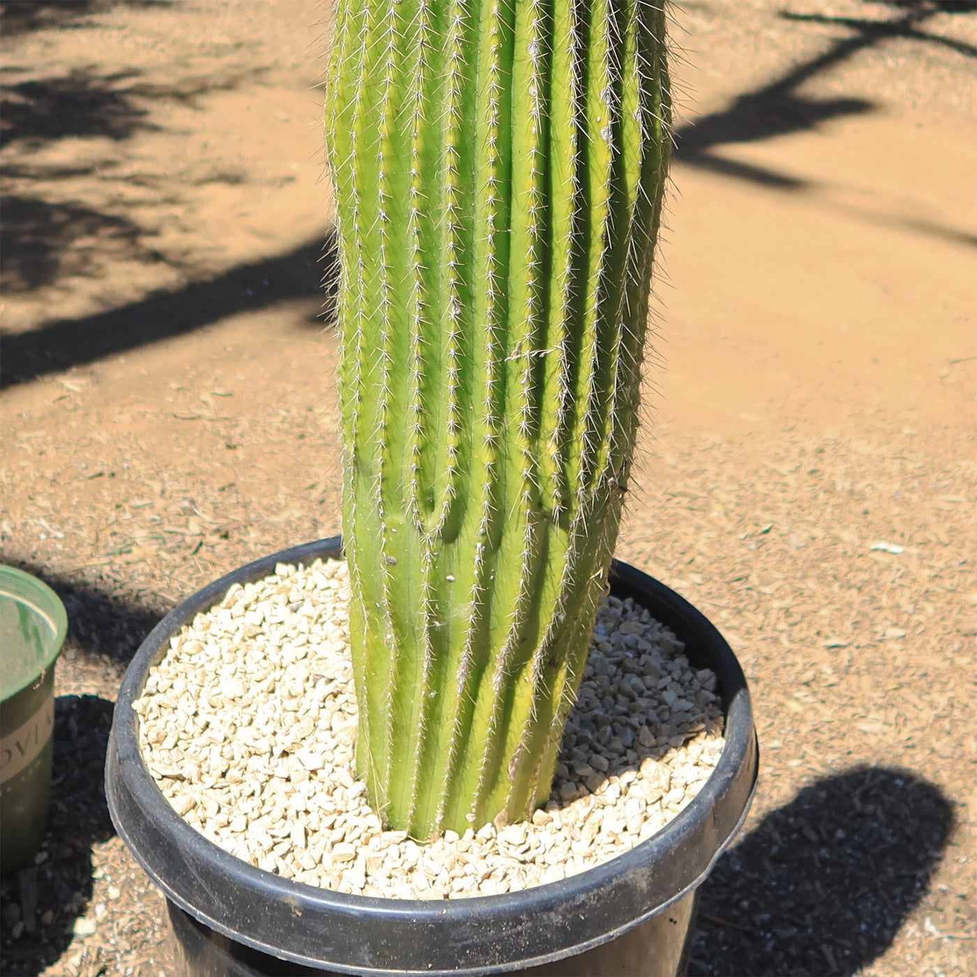 Lemon Ball Cactus ‘Parodia leninghausii’