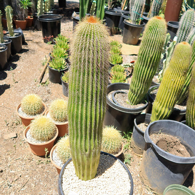 Lemon Ball Cactus ‘Parodia leninghausii’