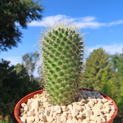 Mammillaria Pringlei