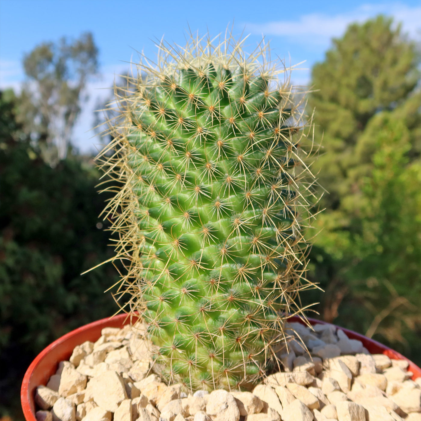 Mammillaria Pringlei