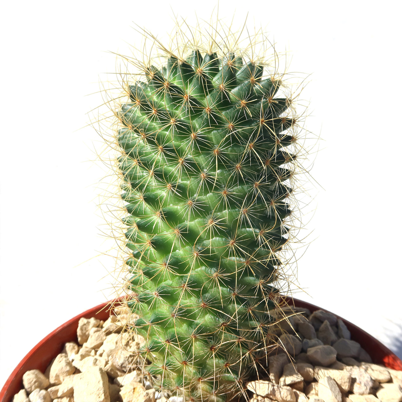 Mammillaria Pringlei