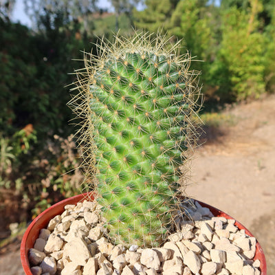 Mammillaria Pringlei