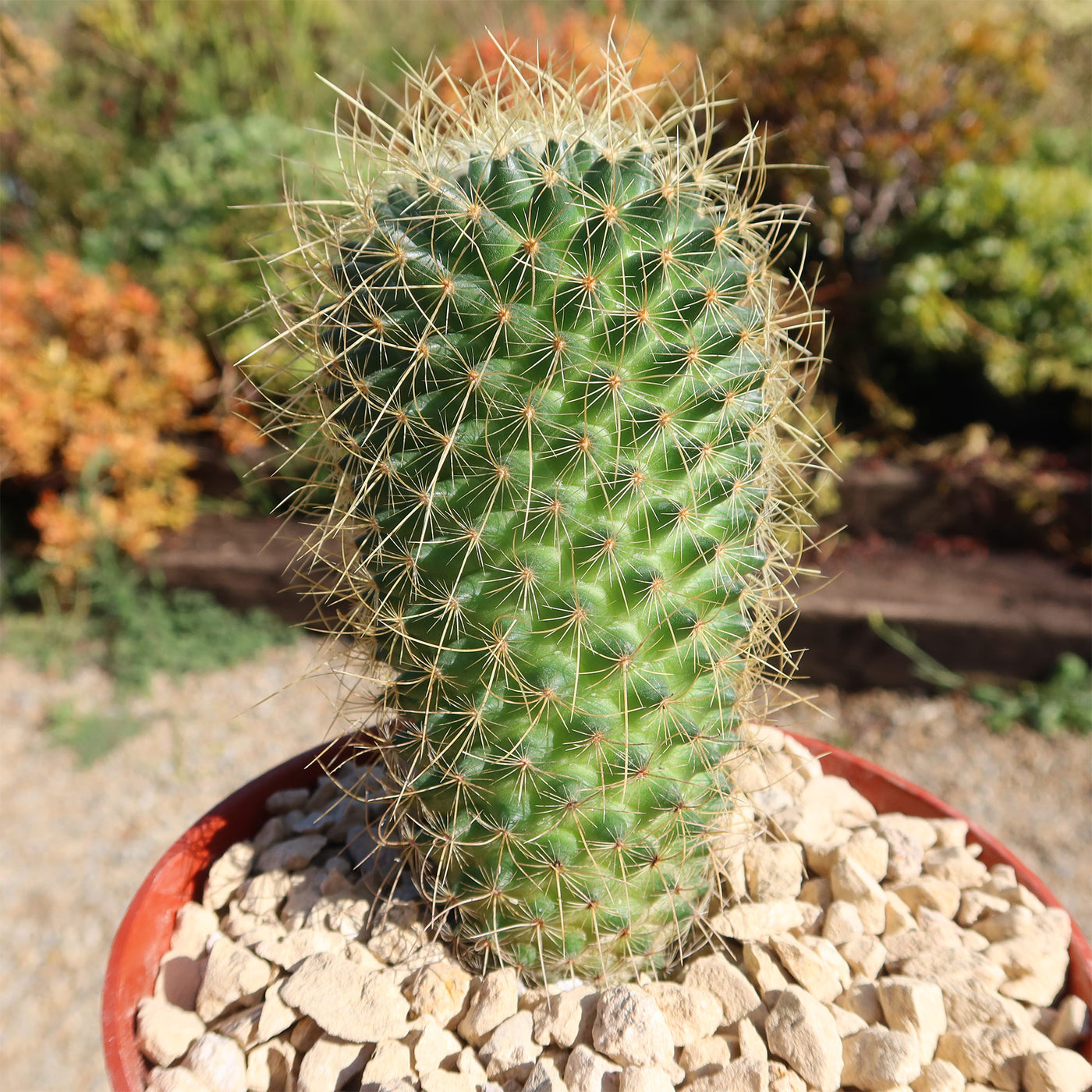 Mammillaria Pringlei