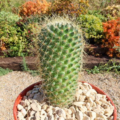 Mammillaria Pringlei