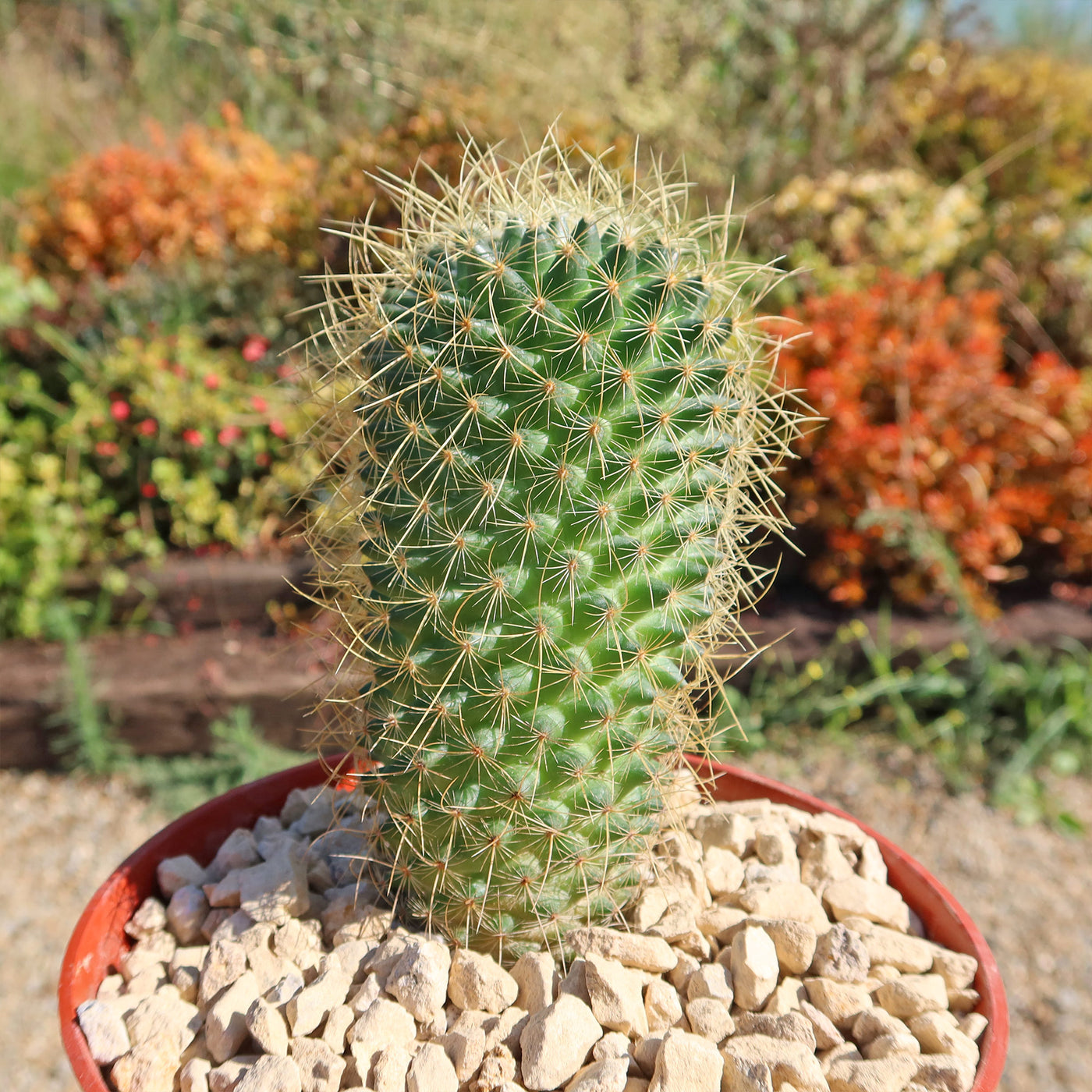 Mammillaria Pringlei