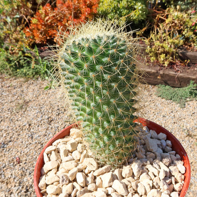 Mammillaria Pringlei