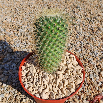 Mammillaria Pringlei