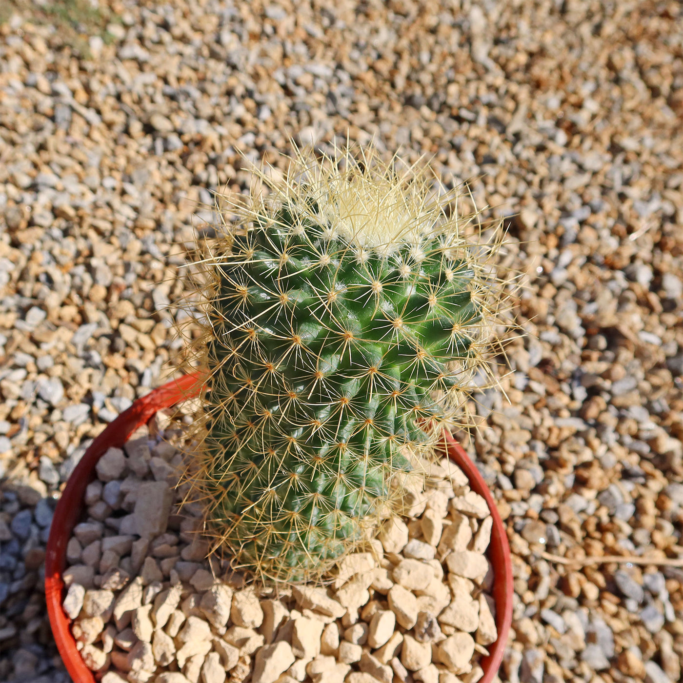 Mammillaria Pringlei