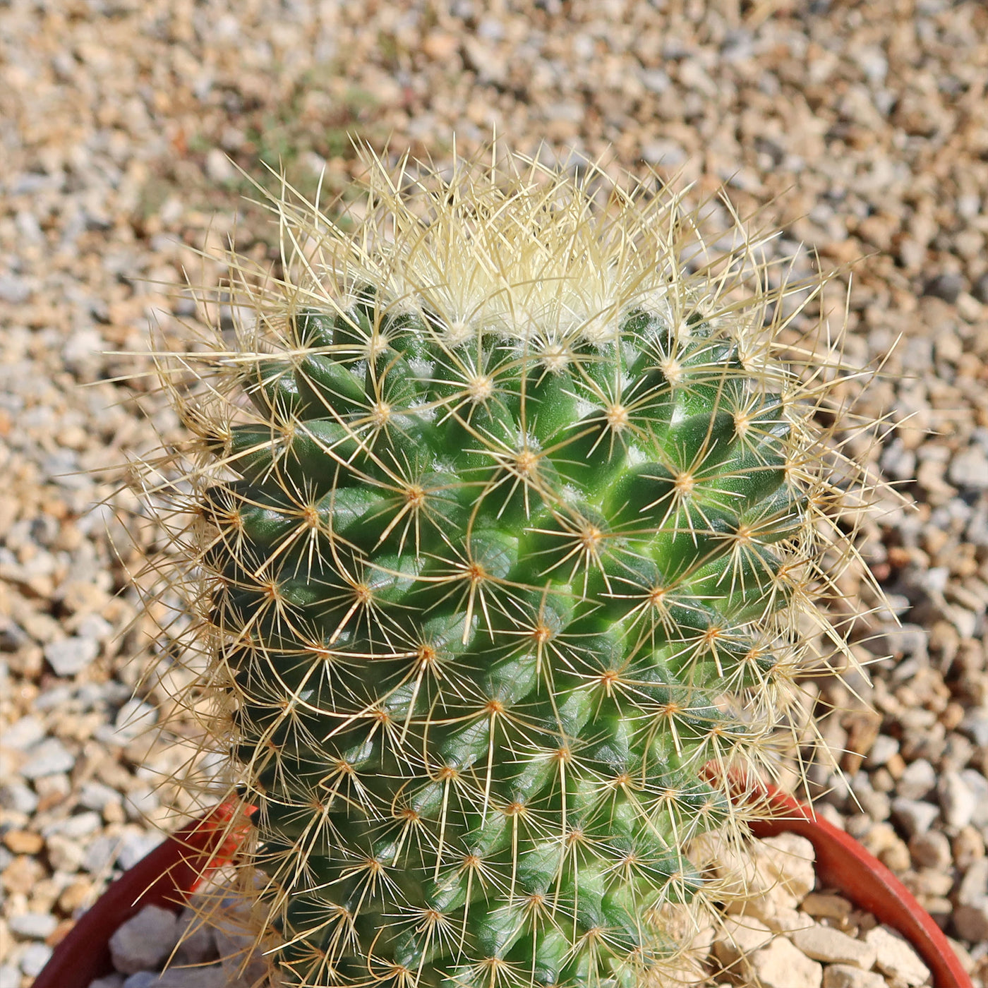 Mammillaria Pringlei