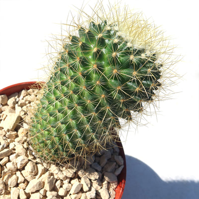 Mammillaria Pringlei