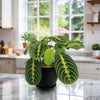 Lemon Lime Maranta ‘Lemon Lime Prayer Plant’