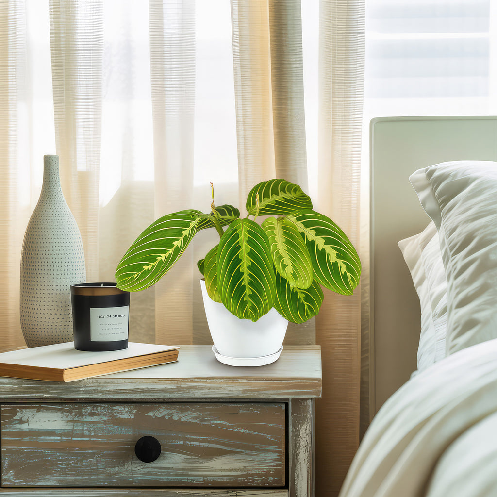 Lemon Lime Maranta ‘Lemon Lime Prayer Plant’