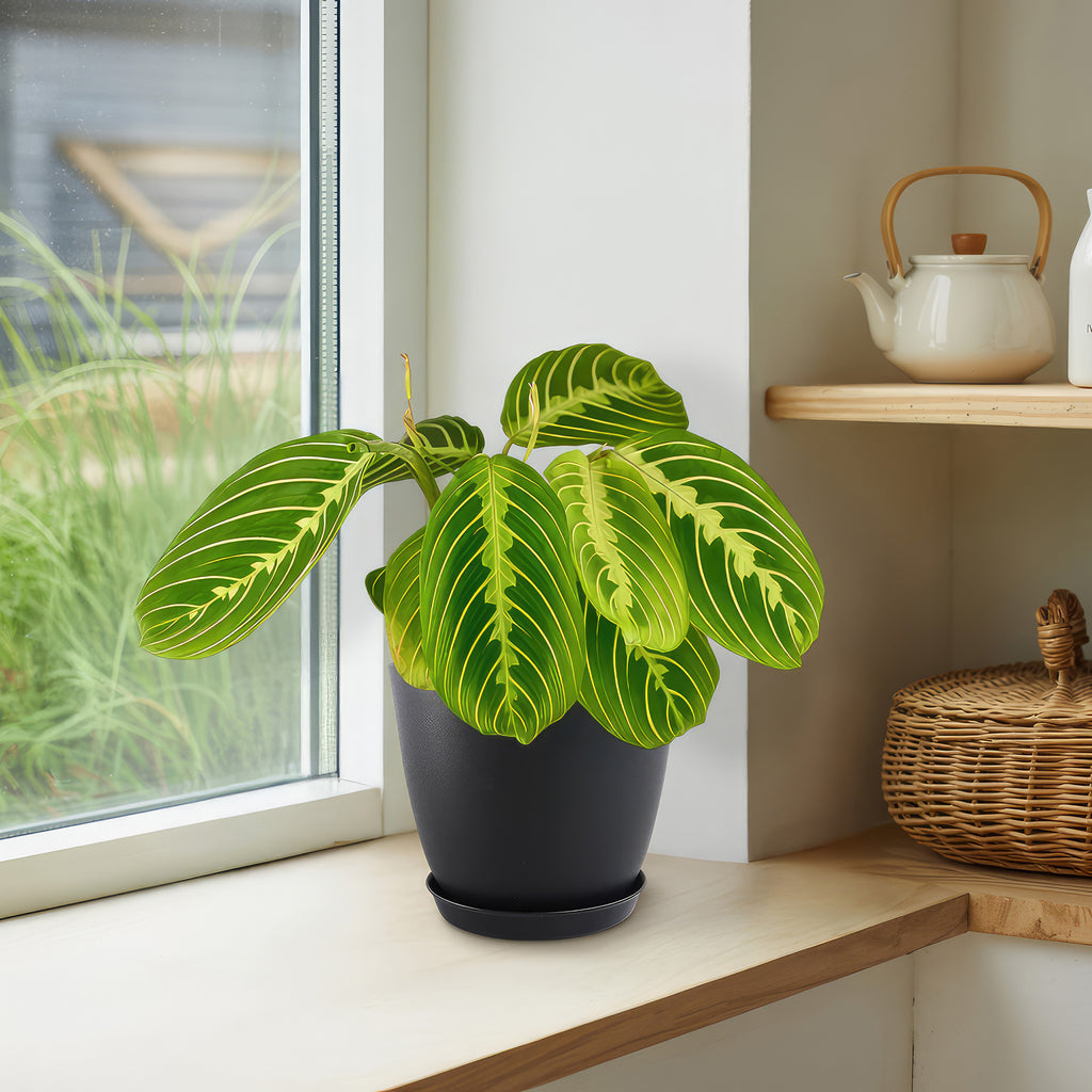 Lemon Lime Maranta ‘Lemon Lime Prayer Plant’