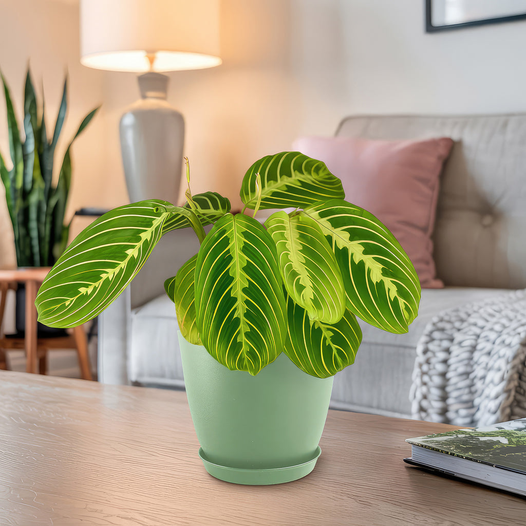 Lemon Lime Maranta ‘Lemon Lime Prayer Plant’