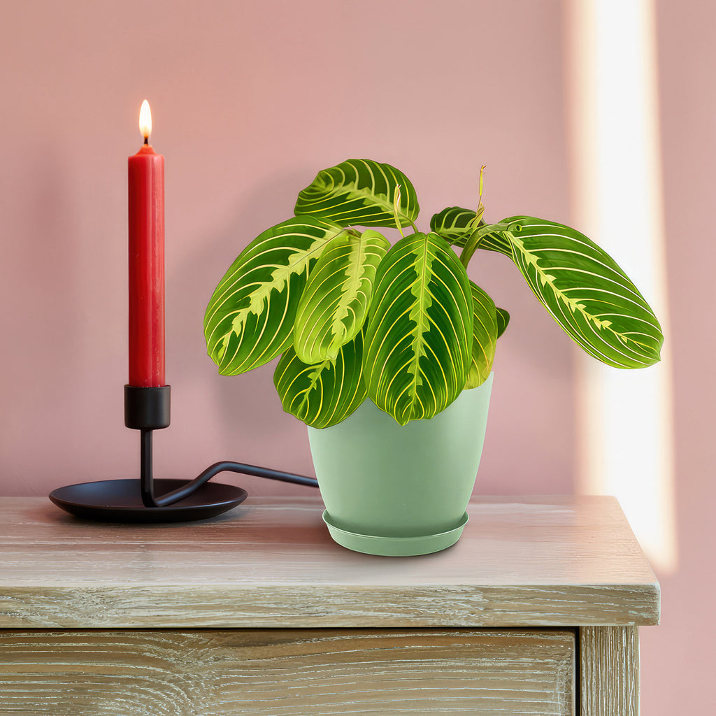 Lemon Lime Maranta ‘Lemon Lime Prayer Plant’