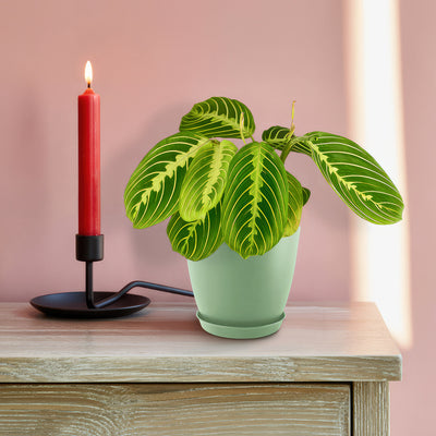 Lemon Lime Maranta Lemon Lime Prayer Plant 8" Pot / Self Watering / With Pot
