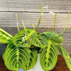 Lemon Lime Maranta ‘Lemon Lime Prayer Plant’