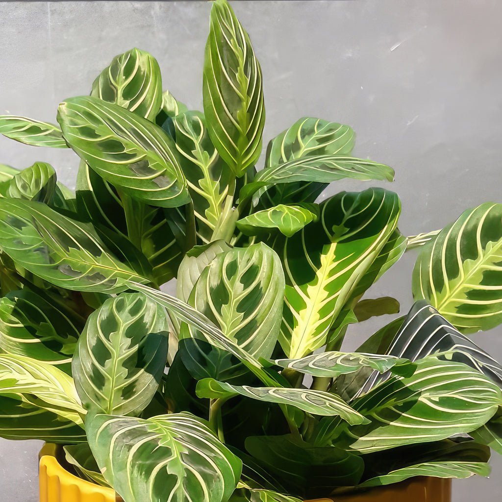 Lemon Lime Maranta ‘Lemon Lime Prayer Plant’