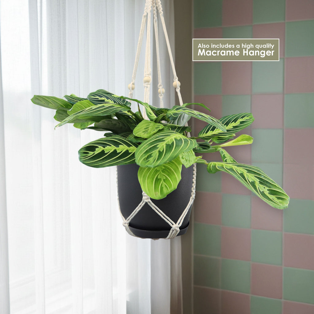 Lemon Lime Maranta ‘Lemon Lime Prayer Plant’