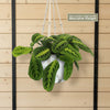 Lemon Lime Maranta ‘Lemon Lime Prayer Plant’