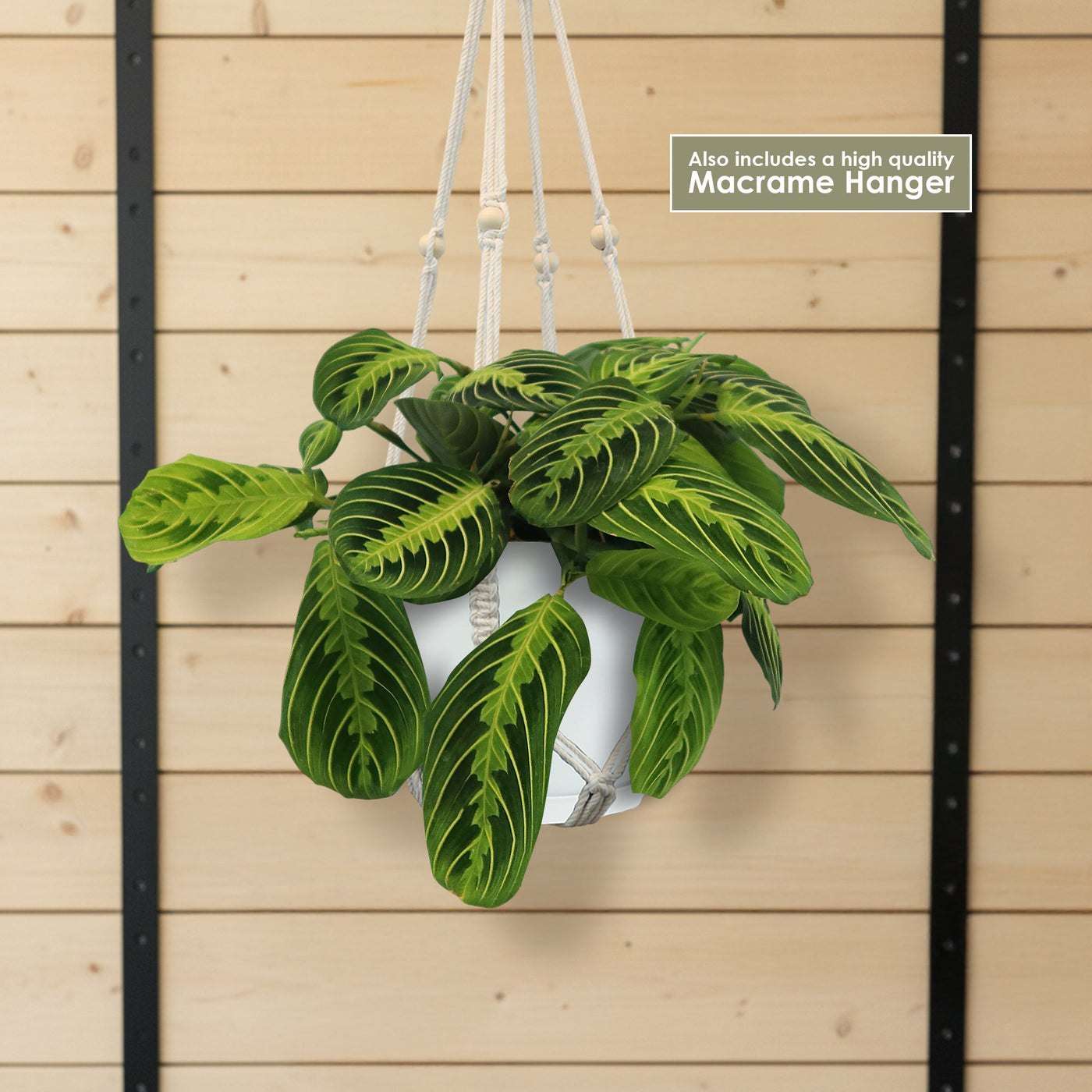 Shop 'Lemon Lime Maranta  Lemon Lime Prayer Plant' Care and Info | Planet  Desert